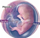 12 Haftalık Bebeğin Ense Kalınlığı